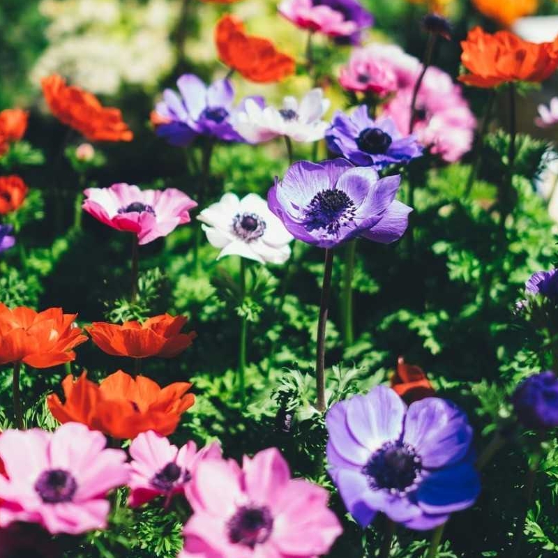 Image for €1 Mother's Day Gift Voucher